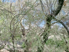 Tamarix parviflora
