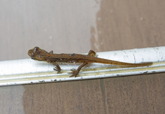 Lissotriton schmidtleri