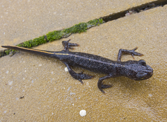 Triturus ivanbureschi