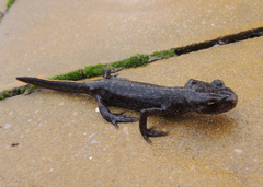 Triturus ivanbureschi