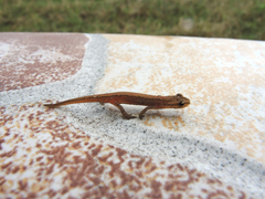 Lissotriton schmidtleri