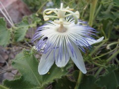 Passiflora arizonica