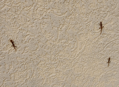 Lissotriton schmidtleri