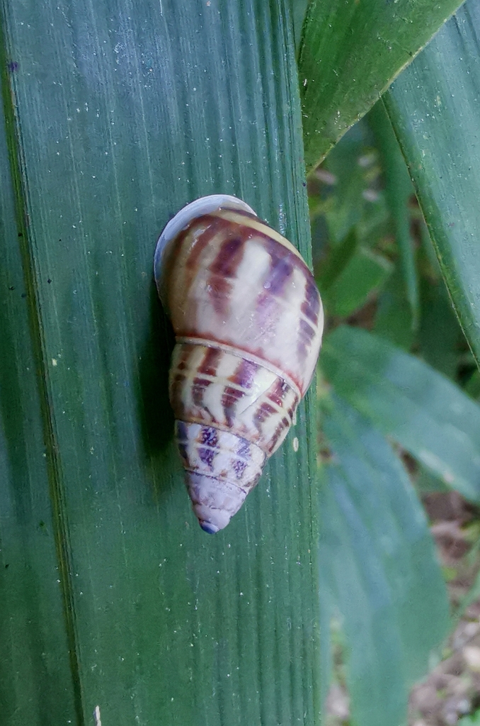 Amphidromus xiengensis