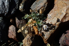 Cerastium pyrenaicum