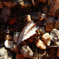 Dryas ajanensis
