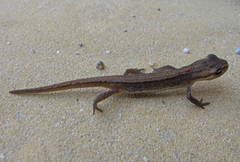 Lissotriton schmidtleri