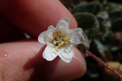 Cerastium pyrenaicum