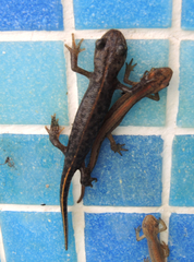 Triturus ivanbureschi