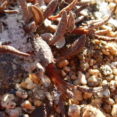 Dryas ajanensis