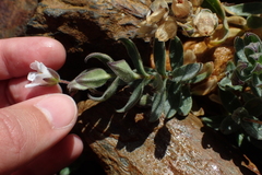 Cerastium pyrenaicum