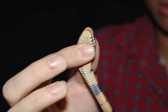 Naja savannula