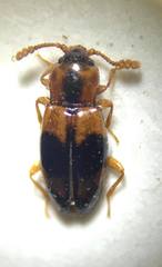 Phymaphora pulchella