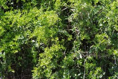 Azima tetracantha