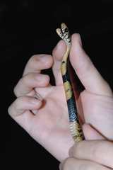 Naja savannula