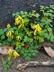 Pseudofumaria lutea