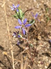 Eriastrum virgatum