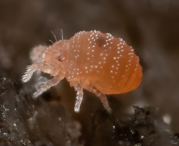 Alycoidea