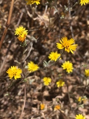 Lessingia tenuis
