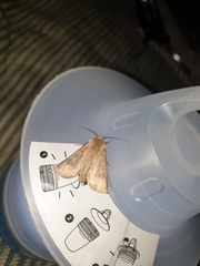 Agrotis segetum