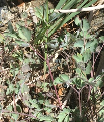Aquilegia eximia