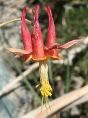 Aquilegia eximia