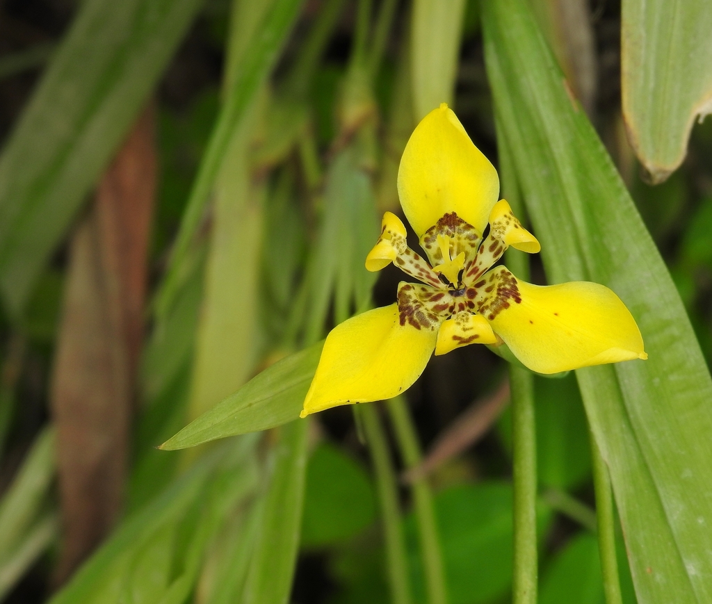 Trimezia steyermarkii, Mindo