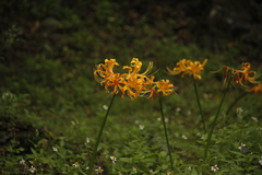 Lycoris aurea