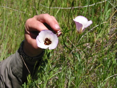 Calochortus catalinae