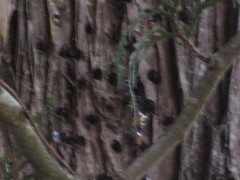 Sphyrapicus ruber