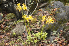 Lycoris aurea