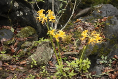 Lycoris aurea