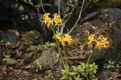 Lycoris aurea