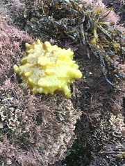 Ectocarpales