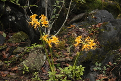 Lycoris aurea