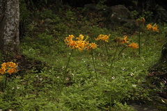 Lycoris aurea