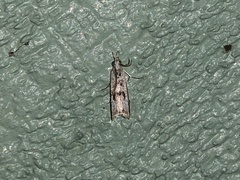 Microcrambus minor