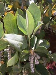 Garrya elliptica