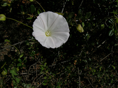 Calystegia macrostegia macrostegia