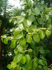 Cissus verticillata