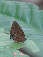 Arhopala athada