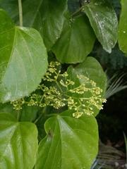 Cissus verticillata