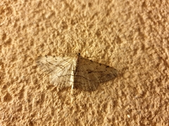 Peribatodes perversaria