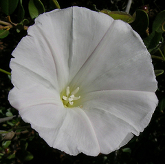 Calystegia macrostegia macrostegia