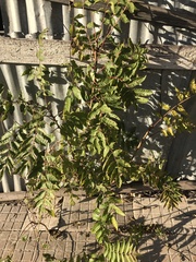 Ailanthus altissima