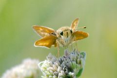 Hesperia meskei straton