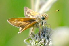 Hesperia meskei straton