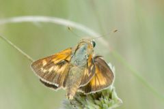 Hesperia meskei straton