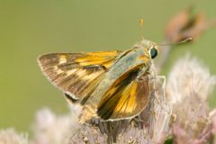 Hesperia meskei straton