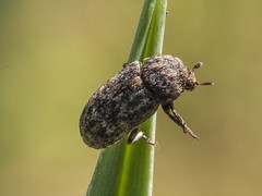 Dermestes mustelinus